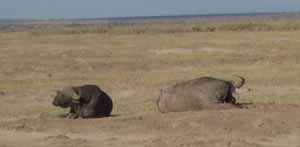 Water Buffalo sans water